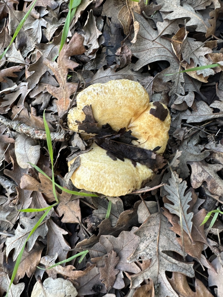 Lactarius alnicola · January 2026 · photo: © irinamitine (iNaturalist, cc-by)