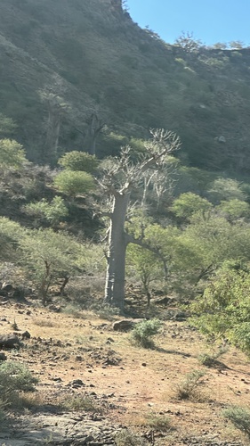 African baobab