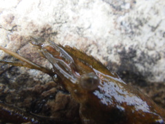 Macrobrachium sintangense
