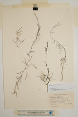 Potamogeton pusillus