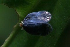 Hemiptera