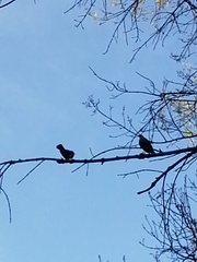 Turdus rufopalliatus