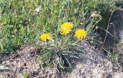 Crepis chrysantha