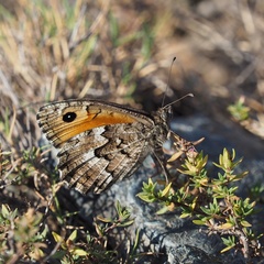 Hipparchia aristaeus