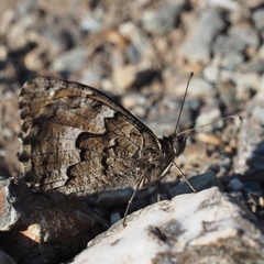 Hipparchia aristaeus