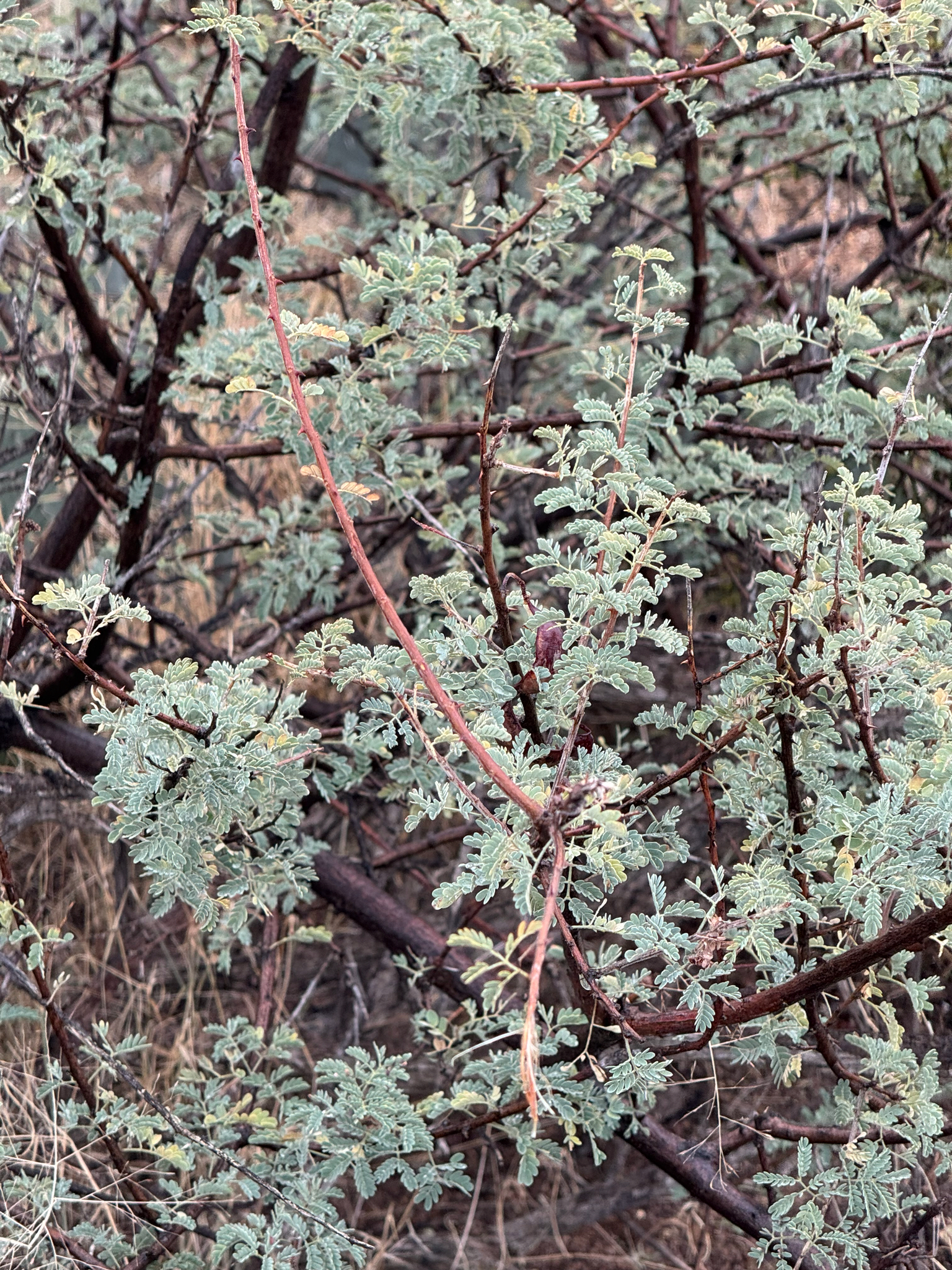 Catclaw Mimosa (Mimosa aculeaticarpa)