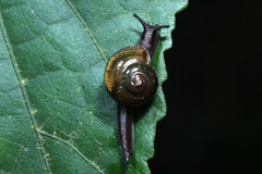 Helicarion permolle