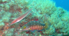 Symphodus mediterraneus