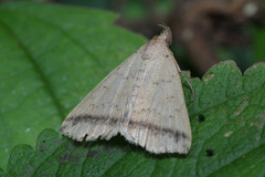 Lepidoptera