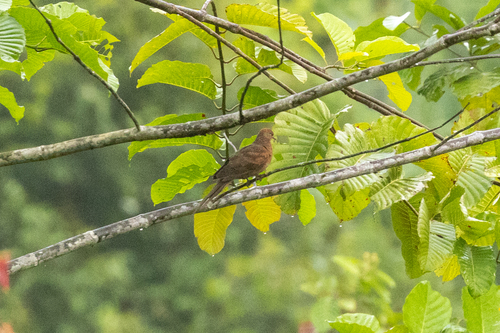 Barusan Cuckoo-Dove (Macropygia modiglianii), photo 5