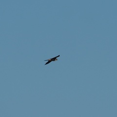 Falco eleonorae
