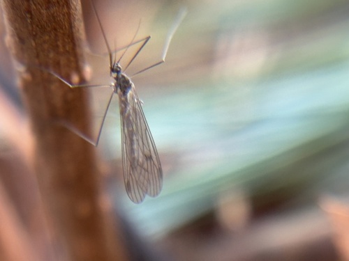 Unknown species found near S Eberhart Rd, Butler, PA, US