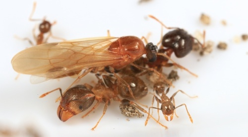 African Big-headed Ant