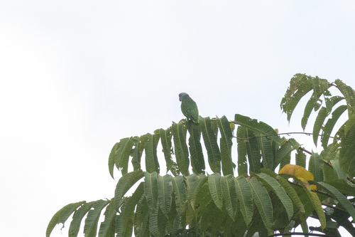 Simeulue Parrot (Psittinus abbotti), photo 10