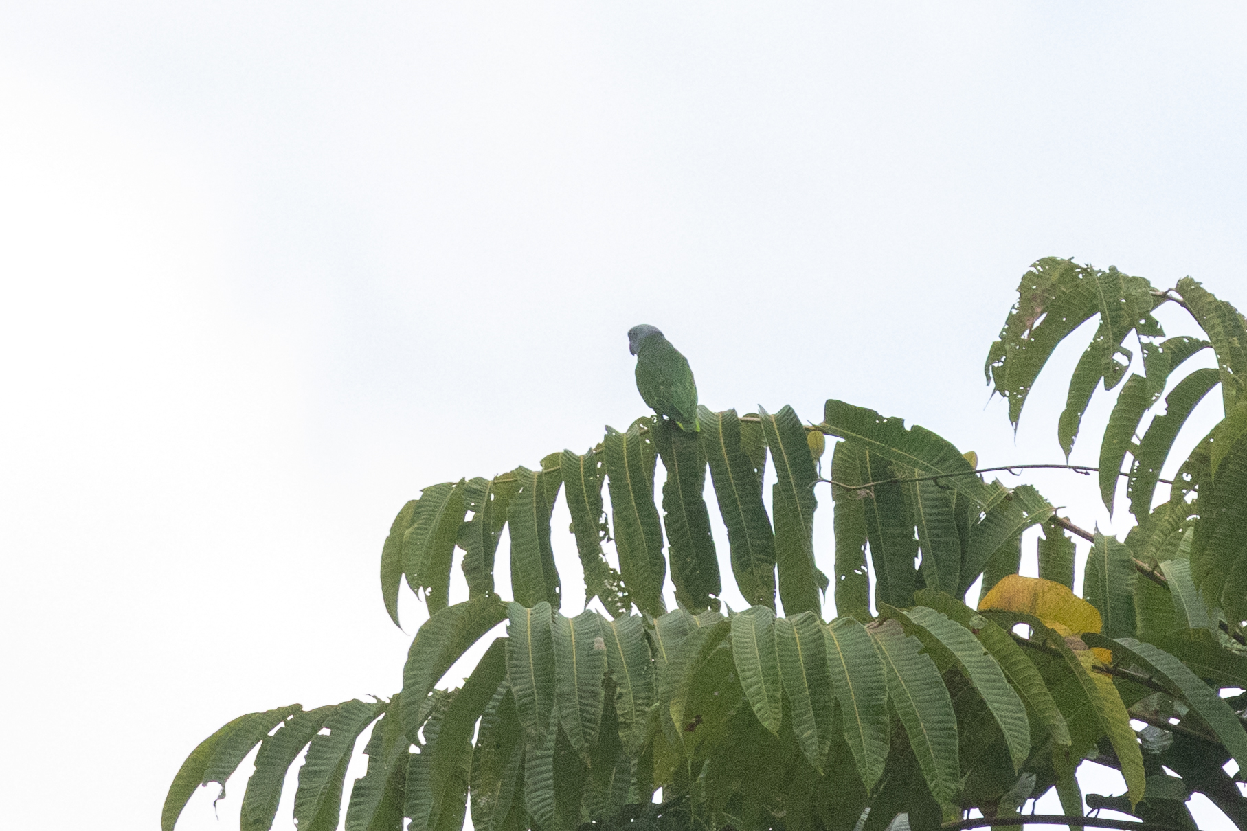 Simeulue Parrot (Psittinus abbotti), photo 3
