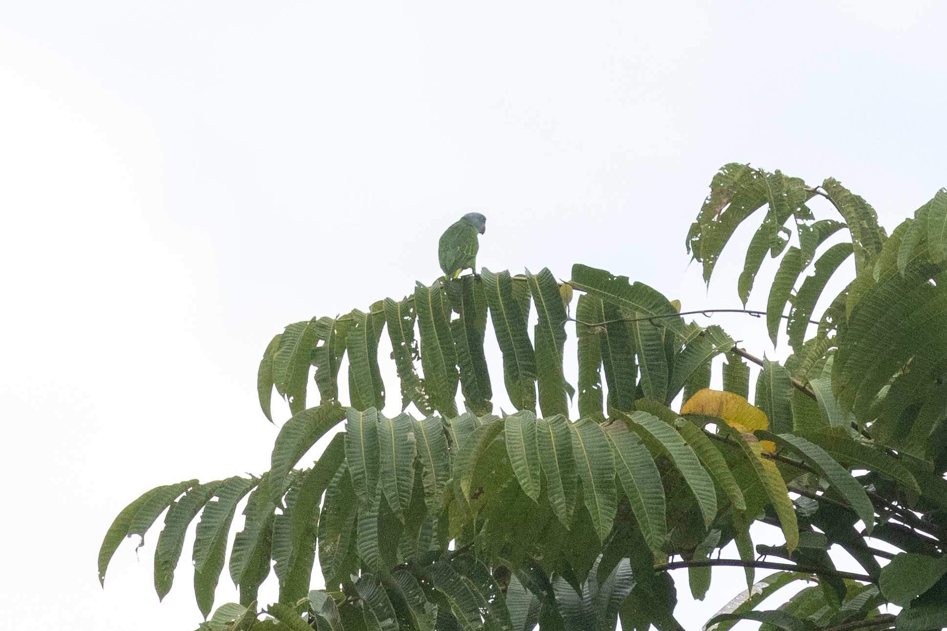 Simeulue Parrot (Psittinus abbotti), photo 4