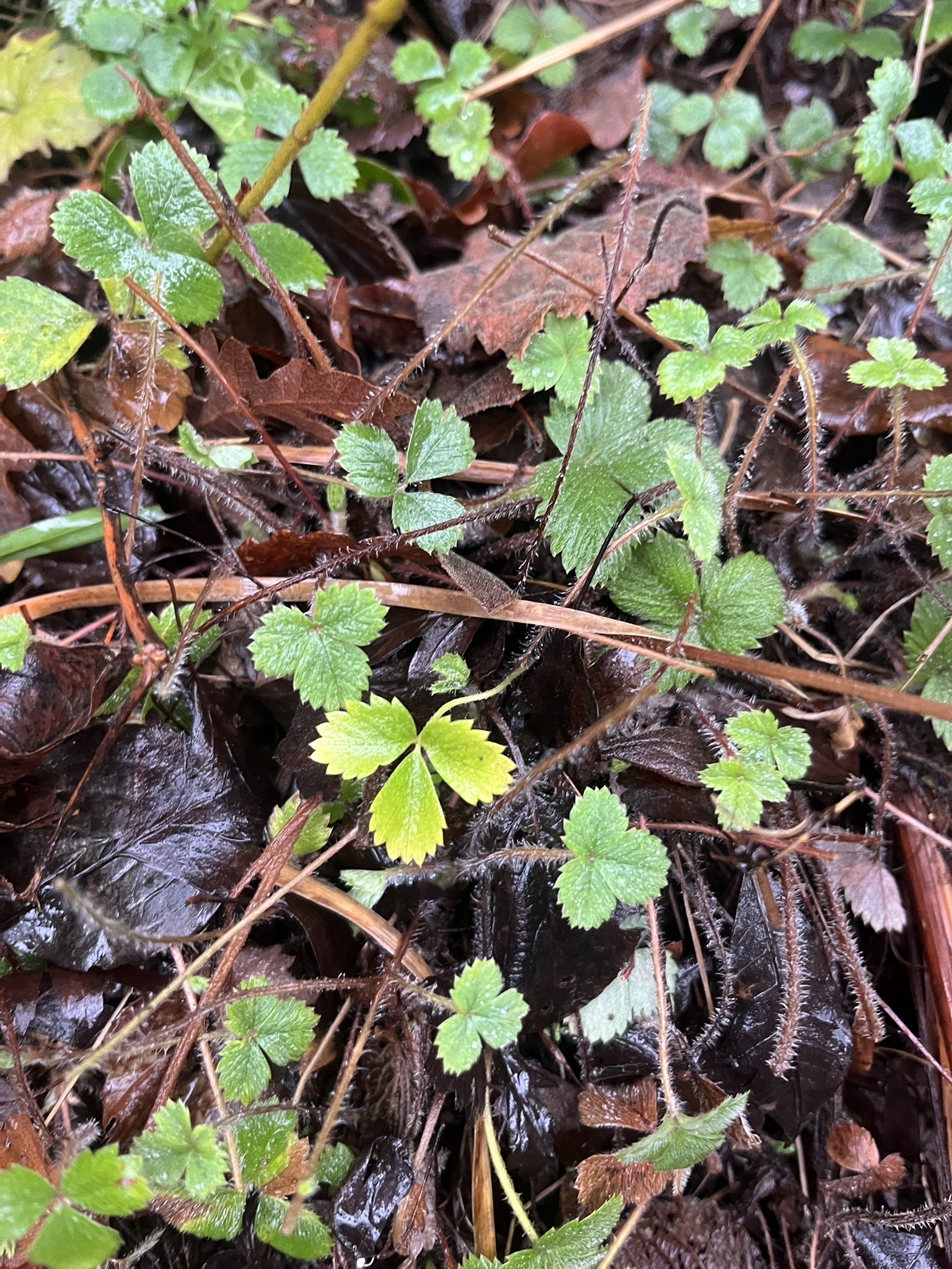 Imagem de Potentilla sterilis