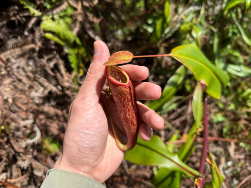 Nepenthes gymnamphora