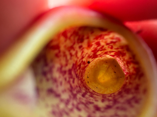 Nepenthes gymnamphora