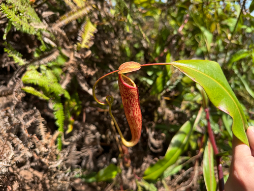 Nepenthes gymnamphora