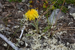 Crepis chrysantha