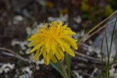Crepis chrysantha
