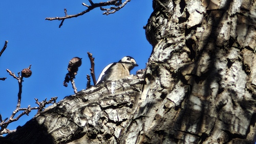 Great Spotted Woodpecker