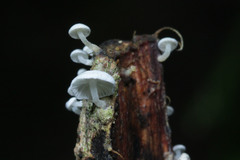 Fungi