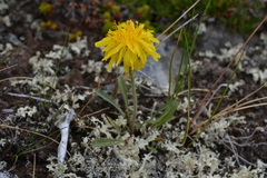 Crepis chrysantha