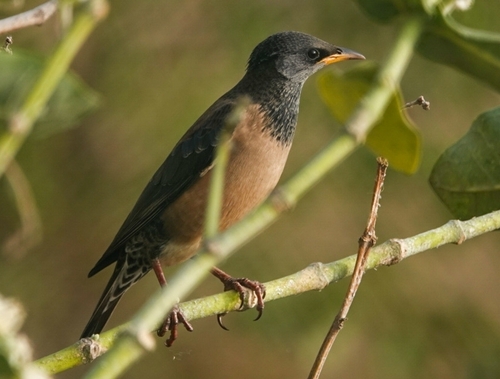 Rosy Starling (Pastor roseus), photo 3