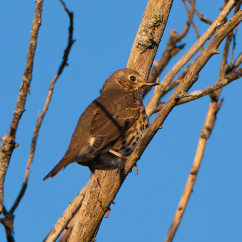 Song Thrush (Turdus philomelos), photo 8