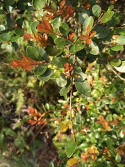 Syzygium elliptifolium