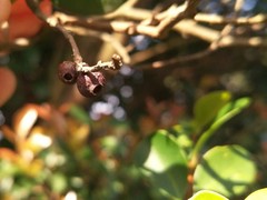 Syzygium elliptifolium