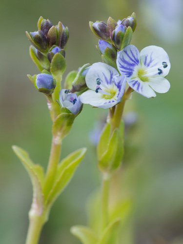 Čiobralapė veronika nuotrauka