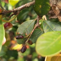 Syzygium elliptifolium