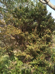 Syzygium elliptifolium