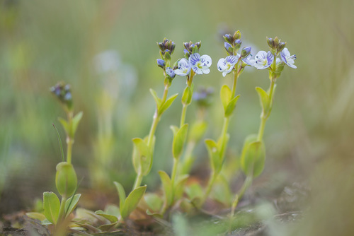 Čiobralapė veronika nuotrauka