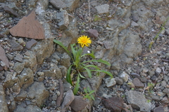 Crepis chrysantha