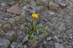 Crepis chrysantha