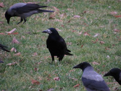 Corvus frugilegus
