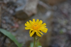 Crepis chrysantha