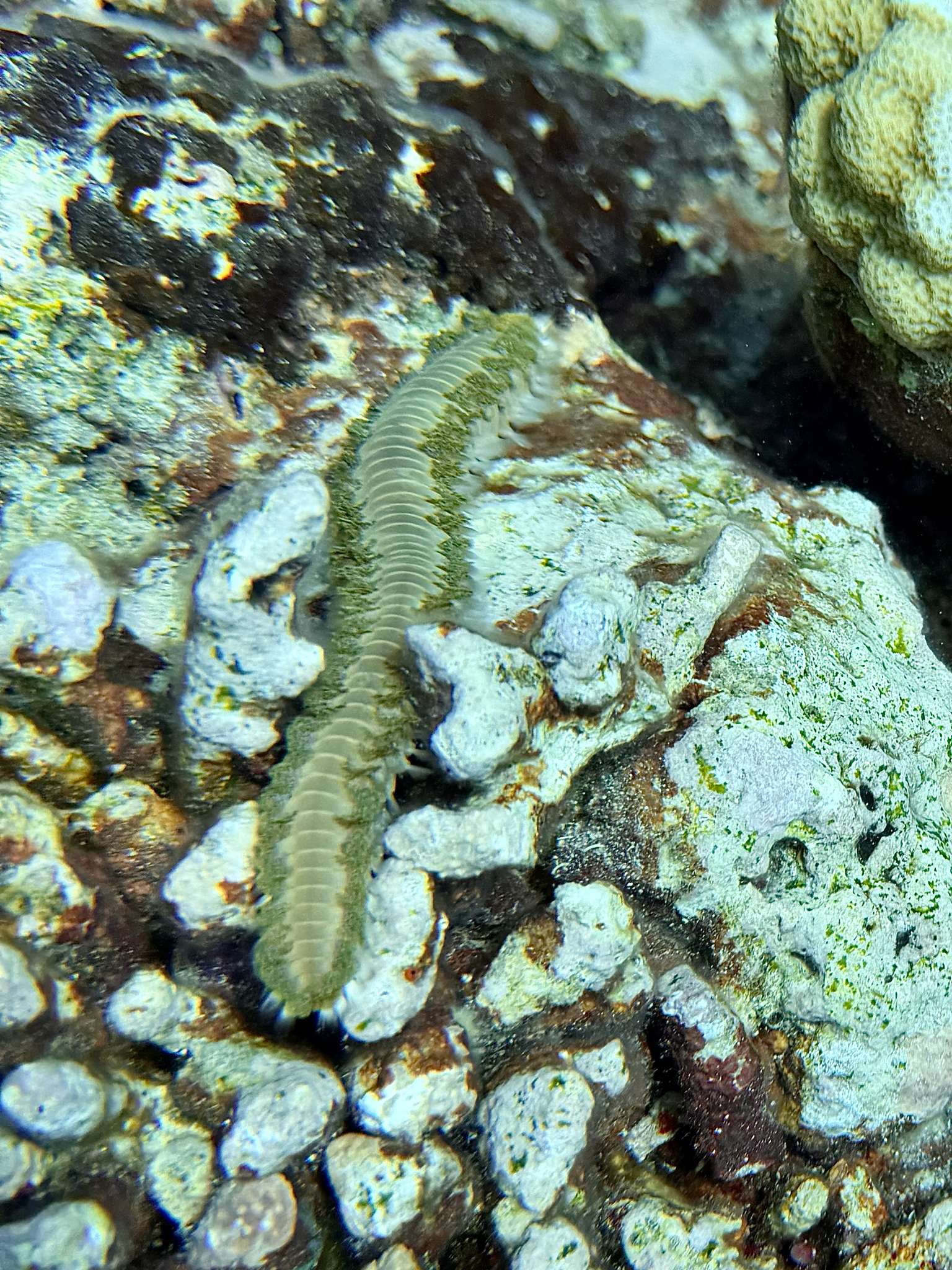Hermodice carunculata (Pallas, 1766)