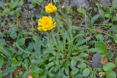 Crepis chrysantha