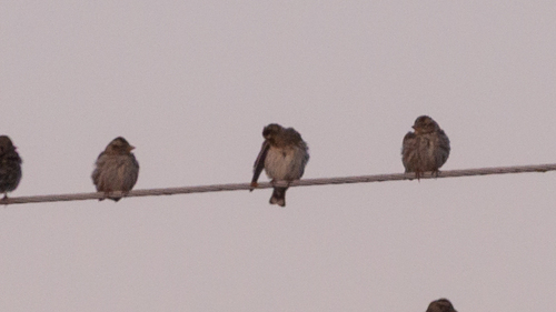 Rock Sparrow (Petronia petronia), photo 6