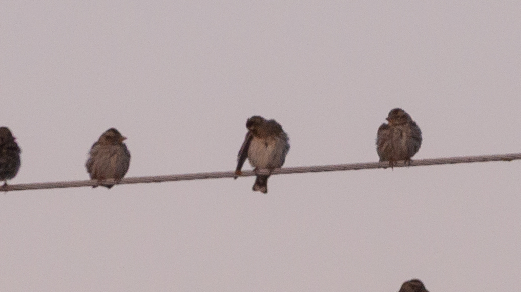 Rock Sparrow (Petronia petronia), photo 9