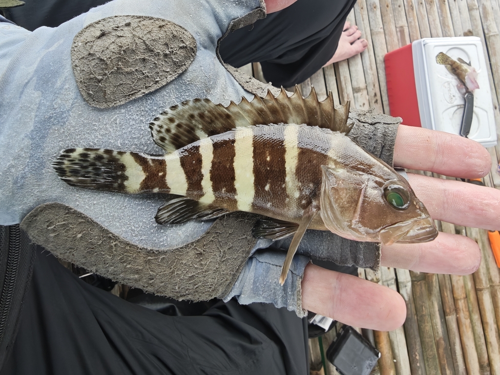 Coral cod (Epinephelus sexfasciatus) — Serranidae