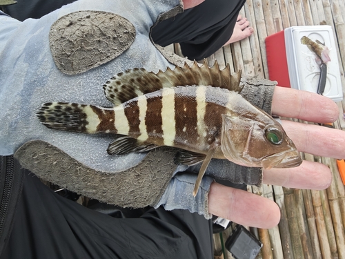 Coral cod (Epinephelus sexfasciatus) — Serranidae