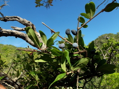Forestiera macrocarpa