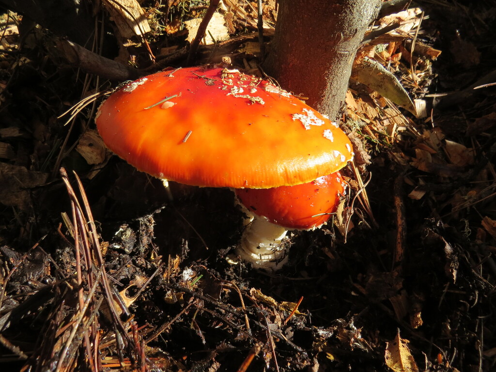 Amanita muscaria flavivolvata · December 2025 · photo: © garth_harwood (iNaturalist, cc-by)