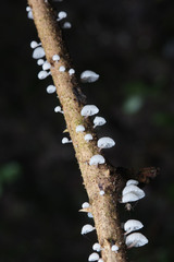 Fungi